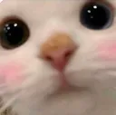 uwu