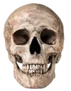 3dskull