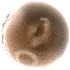 PLSfaintBall