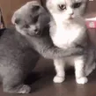 cat_hug