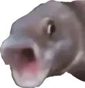 7027_PogFish Discord Emoji