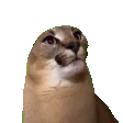 FloppaJAM