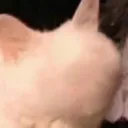 EverywhereAtTheEndOfTimeCat