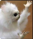 cat_1 Discord emoji