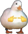 duck_shy
