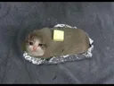 buttersadcat