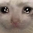 sadcat sadcat