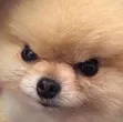 madpup madpup