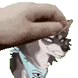 petthefurryrah petthefurryrah