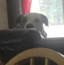 doggopeek