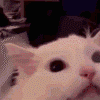 SCkittymeowmega Discord Emoji