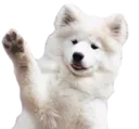 waveBOYE waveBOYE
