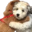 prezHug