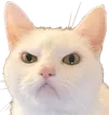 GlareCat1