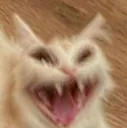 Catree Catree