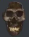 skull1
