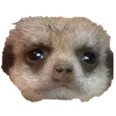 meerkat