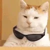 ManstarCoolCat