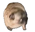 crazyPug crazyPug