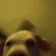 cdog
