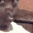 wobbleuhhfast wobbleuhhfast