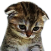sadcat