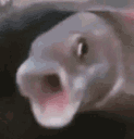 pogfish