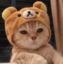 gatogang Discord emoji