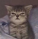 tiredcat Discord emoji