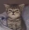 tiredcat