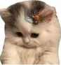 gatito