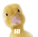 hi