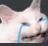 CatCry