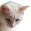 cat_really