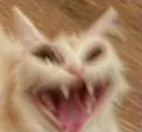 angrycat