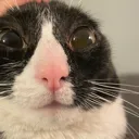 m_shockedcat