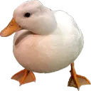 mrduckirl