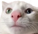 fatnose