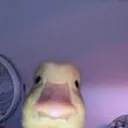 hello hello