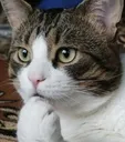 cat_thinking