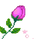 pa_rosepink