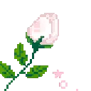 pa_rosewhite