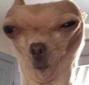 EN_dogwhat Discord emoji
