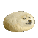 Doge Poyo Discord Emoji