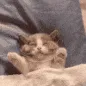 SCtwitchbebbyTOP SCtwitchbebbyTOP