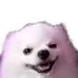 kyuPacocaSmile