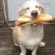 hotdogfast