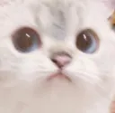 What Cat whatcat Discord Emoji