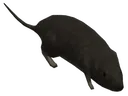 halo3rat halo3rat