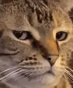 catwat
